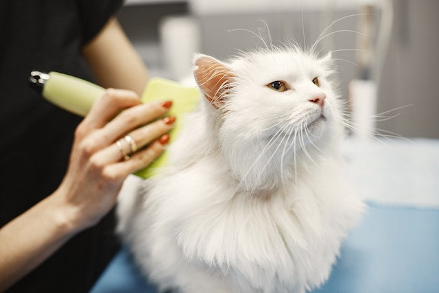 The Comprehensive Guide to the Art and Importance of Pet Grooming