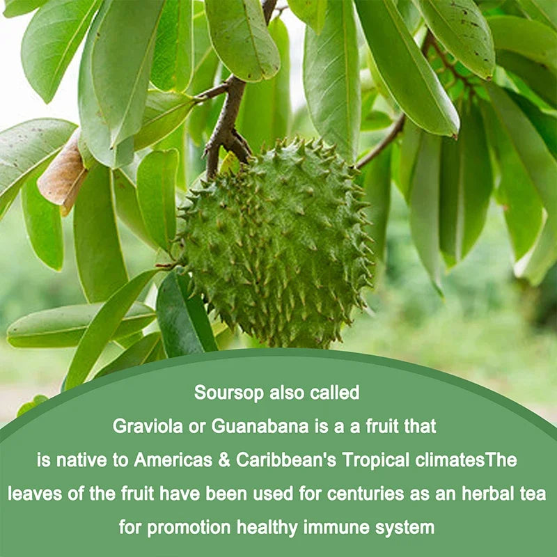 Soursop Graviola - Support,Regeneration,Stress Relief,Immune Digestion Cellular Beauty Health